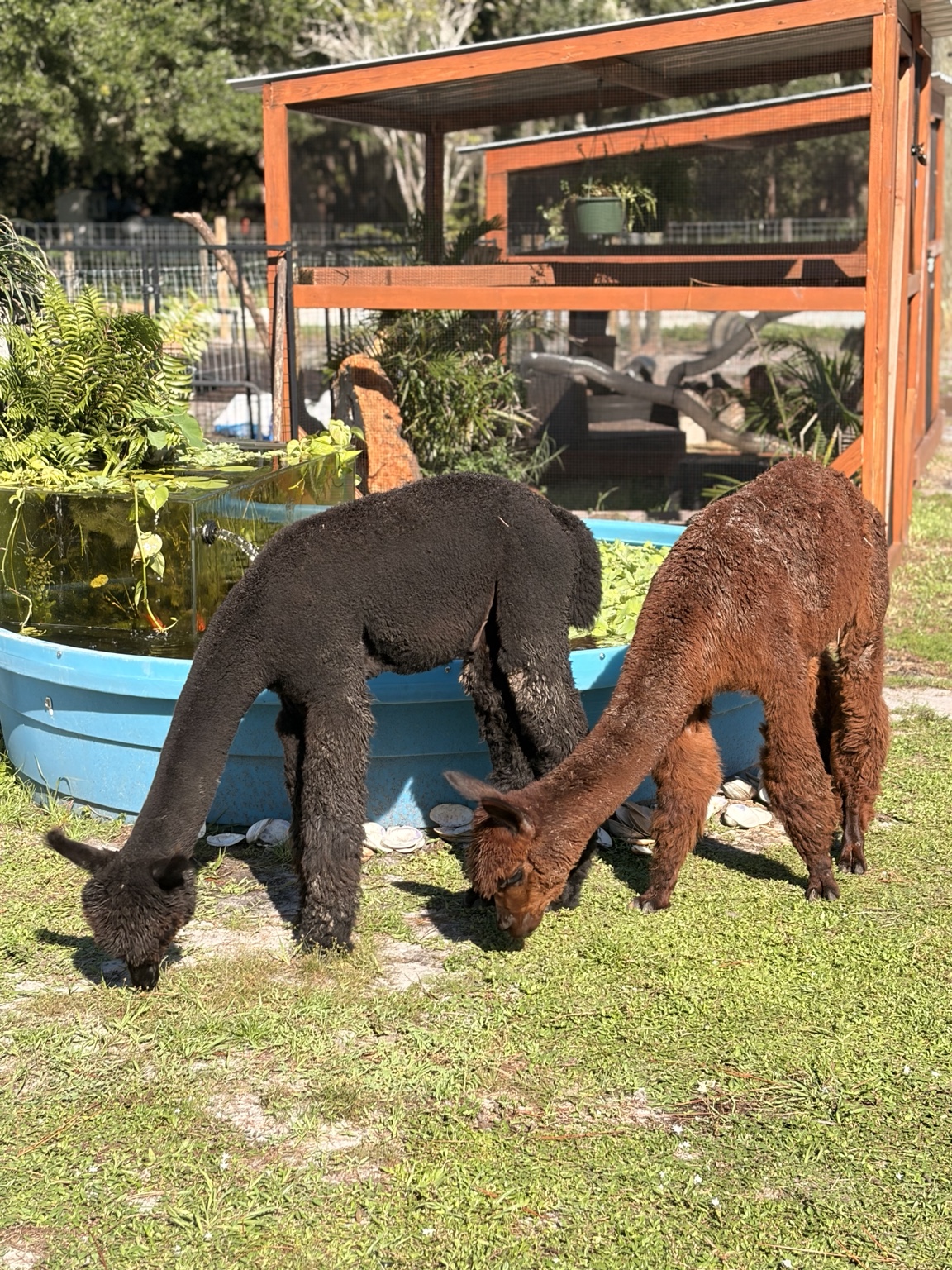Two alpacas grazing beside the aviary at Country Critters Animal Adventure Park
