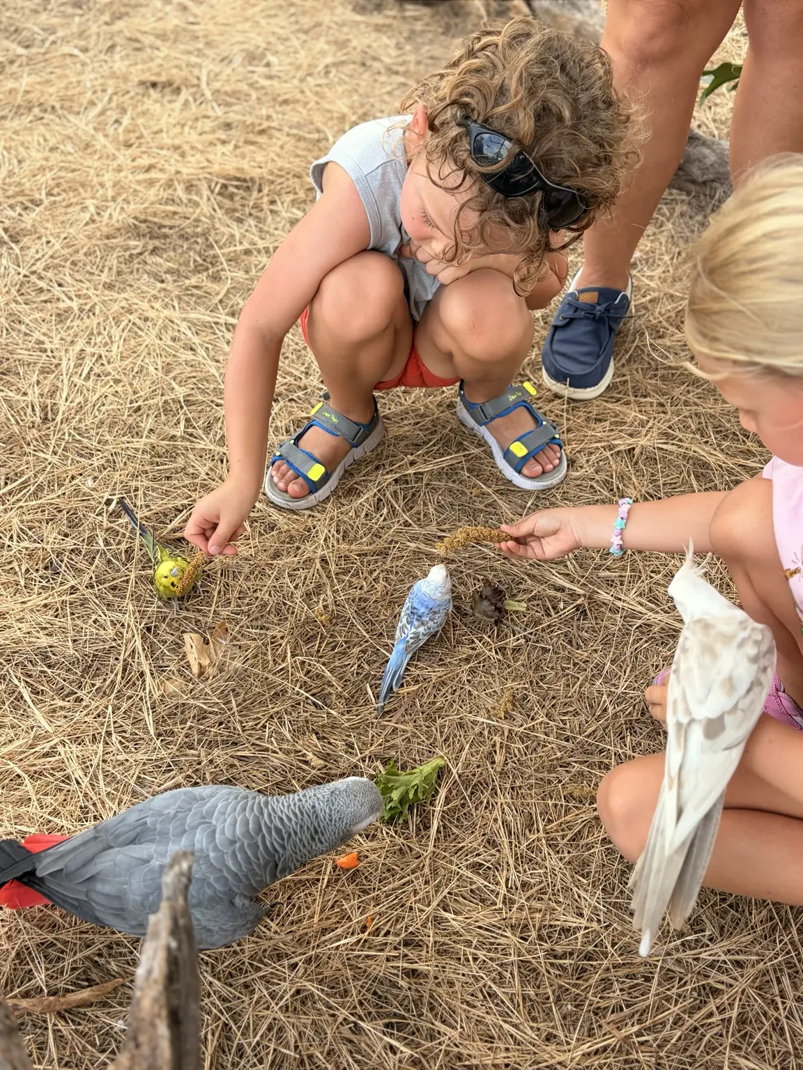 Young guests feeding chickens at the farm