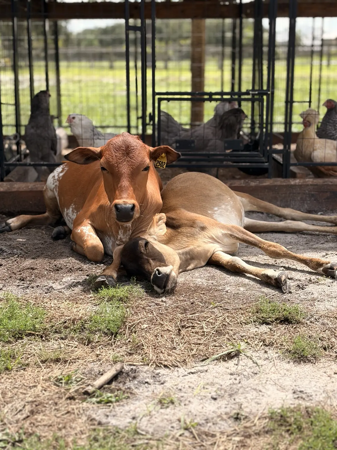 Gentle cow resting in its shaded habitat