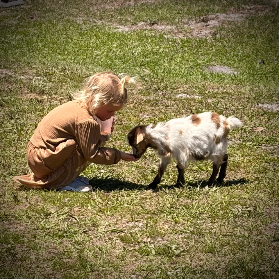 Young guest gently petting a small goat