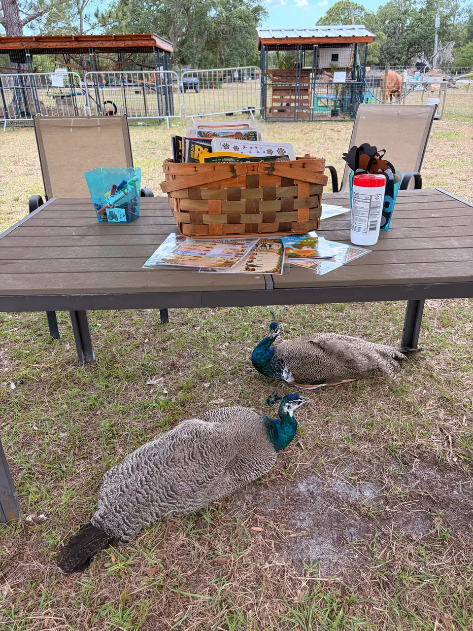 Peafowl exploring the Country Critters grounds