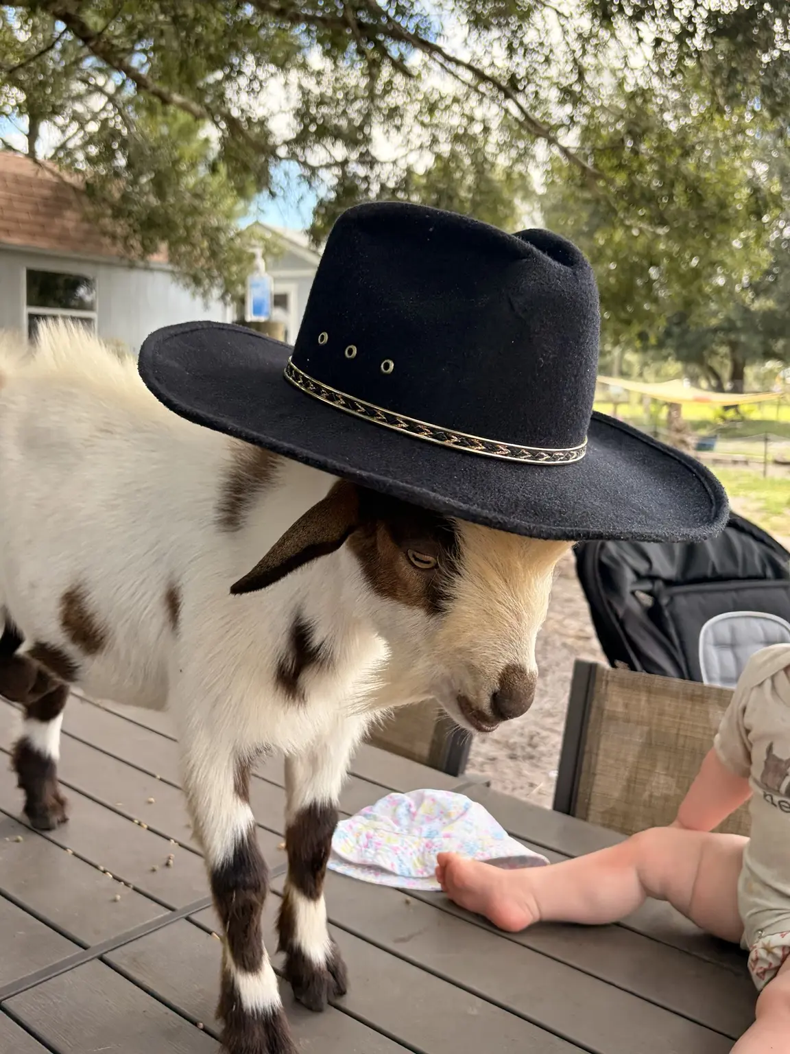 Friendly goat wearing a cowboy hat at Country Critters